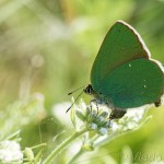 Callophrys rubi - Ostrôžkár černicový MG_3015