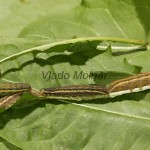 Lacanobia oleracea - Mora kelová 05-51-24