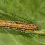 Lacanobia oleracea - Mora kelová 05-53-24