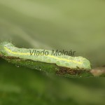 Lacanobia oleracea - Mora kelová 17-30-38