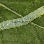 Lacanobia oleracea - Mora kelová 17-32-28