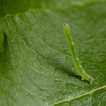 Lacanobia oleracea - Mora kelová 22-11-49