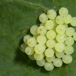 Lacanobia oleracea - Mora kelová 22-39-48
