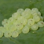 Lacanobia oleracea - Mora kelová 22-41-46