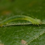 Lacanobia oleracea - Mora kelová IMG_1157