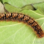 Lasiocampa quercus - Priadkovec dubový 15-25-48