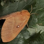 Lasiocampa quercus - Priadkovec dubový 19-39-53
