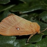 Lasiocampa quercus - Priadkovec dubový 19-41-19