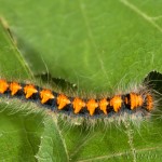 Lasiocampa quercus - Priadkovec dubový 19-46-20