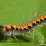 Lasiocampa quercus - Priadkovec dubový 19-47-11