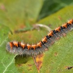 Lasiocampa quercus - Priadkovec dubový 20-43-41