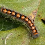 Lasiocampa quercus - Priadkovec dubový 20-44-21