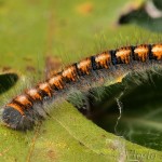 Lasiocampa quercus - Priadkovec dubový 20-45-36