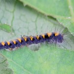 Lasiocampa quercus - Priadkovec dubový 200828