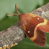 Lasiocampa quercus - Priadkovec dubový 21-01-16