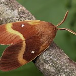Lasiocampa quercus - Priadkovec dubový 21-02-54