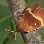 Lasiocampa quercus - Priadkovec dubový 21-11-09