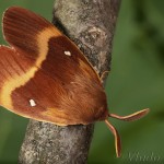Lasiocampa quercus - Priadkovec dubový 21-14-15