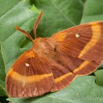 Lasiocampa quercus - Priadkovec dubový 23-53-09