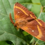 Lasiocampa quercus - Priadkovec dubový 23-54-40