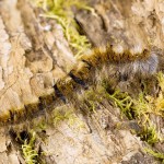 Lasiocampa quercus - Priadkovec dubový zvlek 084902