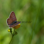 Lycaena tityrus - Ohniváčik čiernoškvrnný IMG_0369