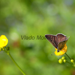 Lycaena tityrus - Ohniváčik čiernoškvrnný IMG_0371