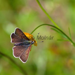 Lycaena tityrus - Ohniváčik čiernoškvrnný IMG_0375
