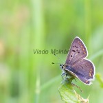 Lycaena tityrus - Ohniváčik čiernoškvrnný IMG_2405