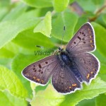 Lycaena tityrus - Ohniváčik čiernoškvrnný IMG_2410