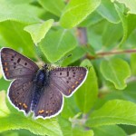 Lycaena tityrus - Ohniváčik čiernoškvrnný IMG_2411