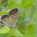 Lycaena tityrus - Ohniváčik čiernoškvrnný IMG_2412