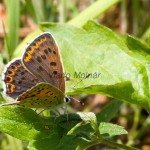 Lycaena tityrus - Ohniváčik čiernoškvrnný IMG_2474