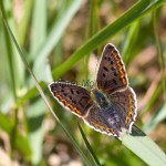 Lycaena tityrus - Ohniváčik čiernoškvrnný IMG_2479