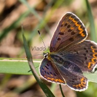 Lycaena tityrus - Ohniváčik čiernoškvrnný IMG_2480