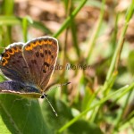 Lycaena tityrus - Ohniváčik čiernoškvrnný IMG_2483