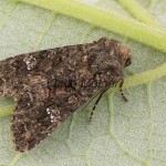 Mamestra brassicae - Mora kapustová 143041