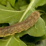 Mamestra brassicae - Mora kapustová 15-18-28