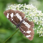 Neptis rivularis - Bielopásavec tavoľníkový IMG_0439