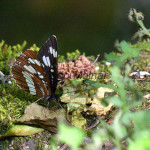 Neptis rivularis - Bielopásavec tavoľníkový IMG_1359