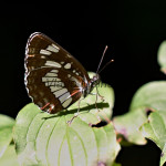 Neptis rivularis - Bielopásavec tavoľníkový IMG_2662