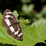 Neptis rivularis - Bielopásavec tavoľníkový IMG_2672