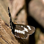 Neptis rivularis - Bielopásavec tavoľníkový IMG_2675