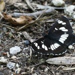 Neptis rivularis - Bielopásavec tavoľníkový IMG_2879