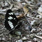 Neptis rivularis - Bielopásavec tavoľníkový IMG_2881