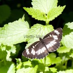 Neptis rivularis - Bielopásavec tavoľníkový IMG_4067