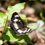 Neptis rivularis - Bielopásavec tavoľníkový IMG_4074