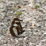 Neptis rivularis - Bielopásavec tavoľníkový IMG_9839