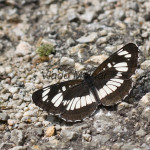 Neptis rivularis - Bielopásavec tavoľníkový IMG_9841