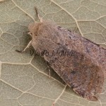 Orthosia cruda - Mora dubová 052056